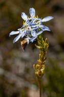 Image of Lachnaea filamentosa (Thunb.) Meissn.