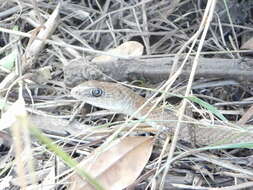 Imagem de Psammophis mossambicus Peters 1882