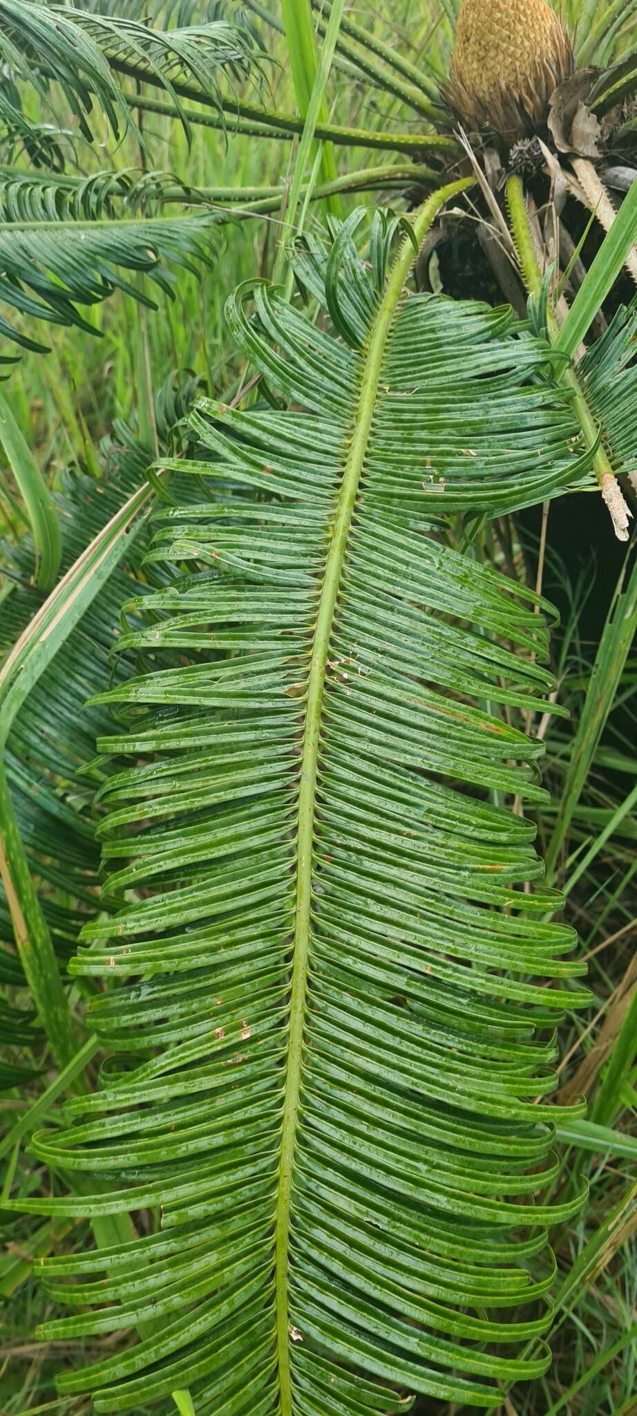 Image of Cycas campestris K. D. Hill