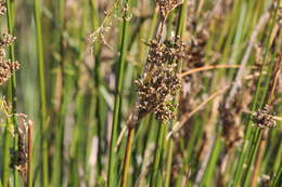 Imagem de Juncus pallidus R. Br.