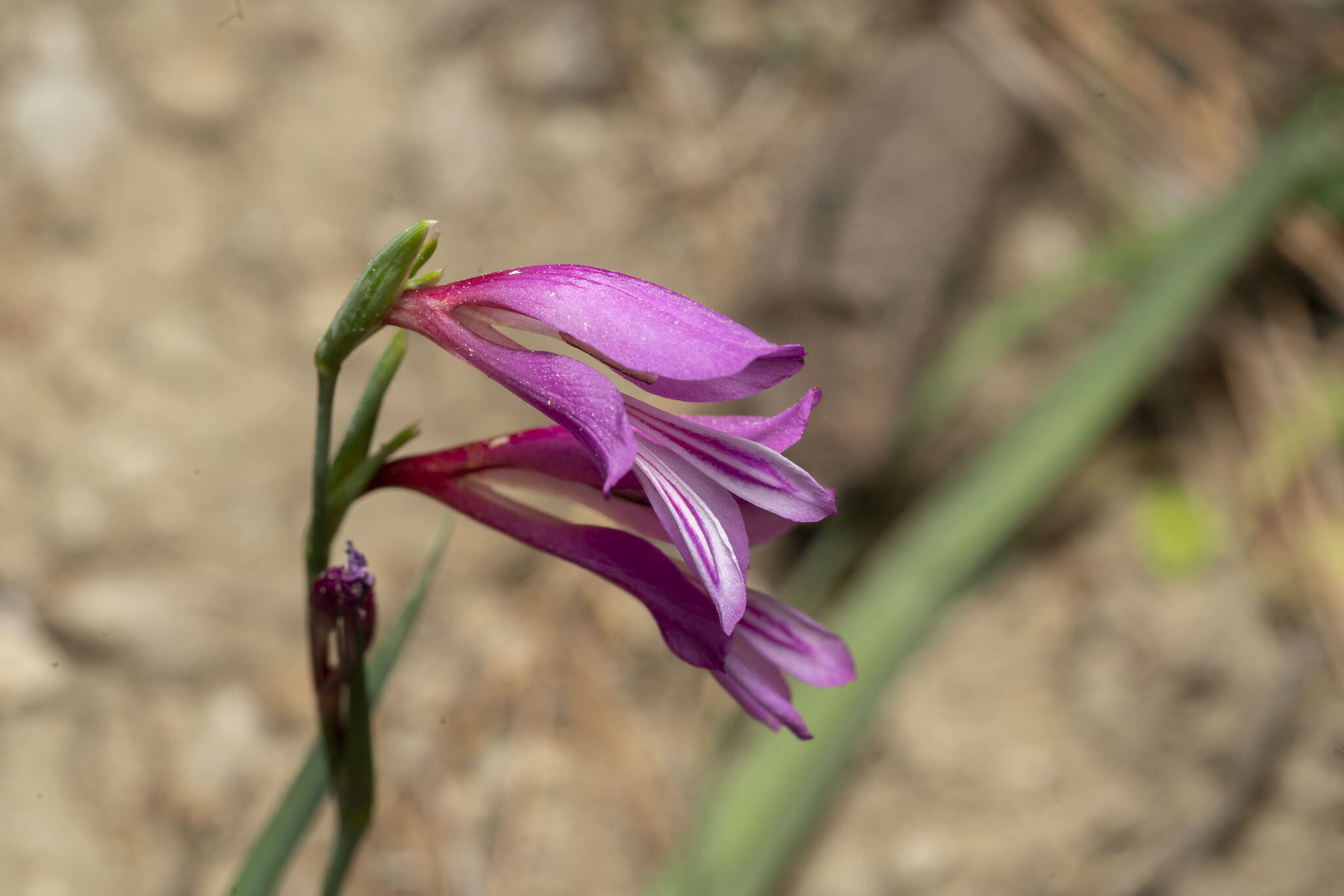 Imagem de Gladiolus anatolicus (Boiss.) Stapf