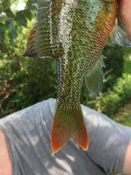 Image of Redbreast Sunfish