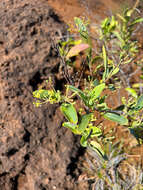 Image of Stenocarpus umbelliferus (J. R. & G. Forst.) Druce