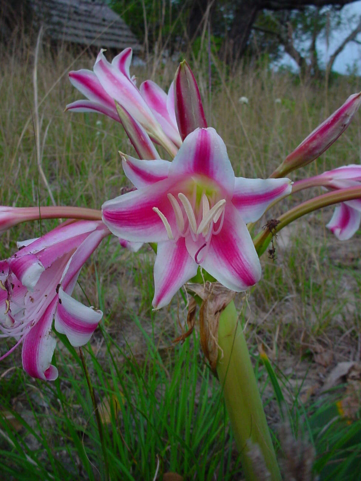 Image of Candy-striped crinum