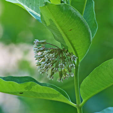 Image of common milkweed