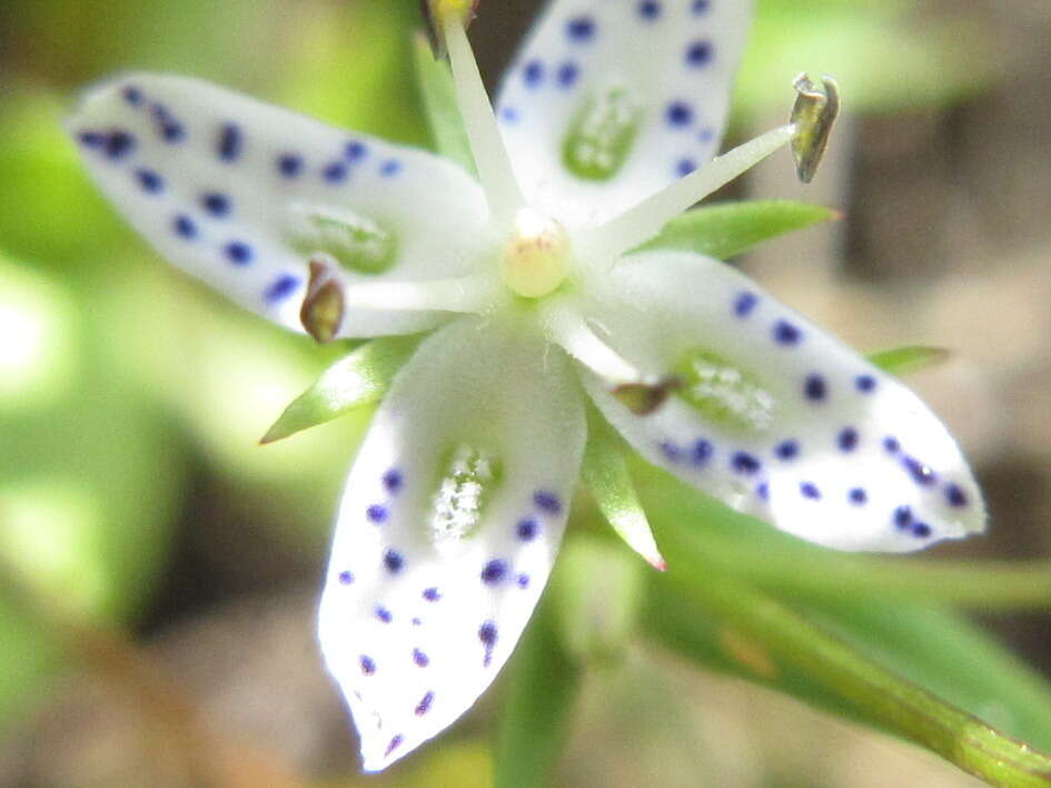 Image of Lesser tetrapetal swertia