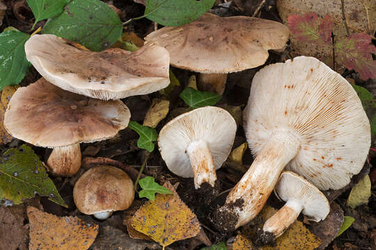 Image of Tricholoma populinum J. E. Lange 1933