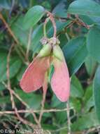 Plancia ëd Heteropterys purpurea (L.) Kunth