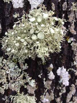 Image of American cartilage lichen