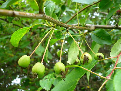 Imagem de Malus baccata (L.) Borkh.