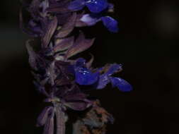 Salvia zaragozana B. L. Turner resmi