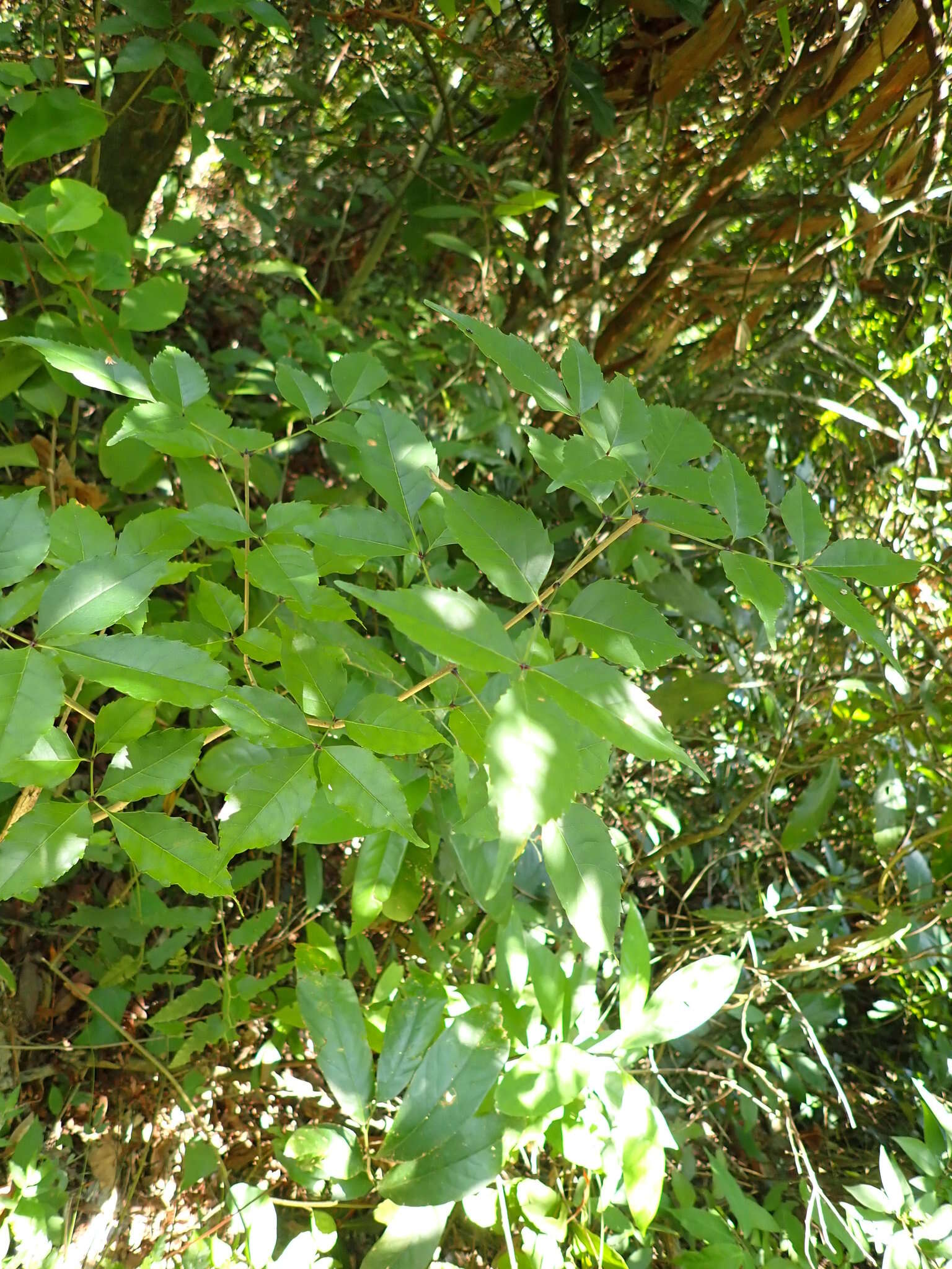 Image of Chinese flowering ash