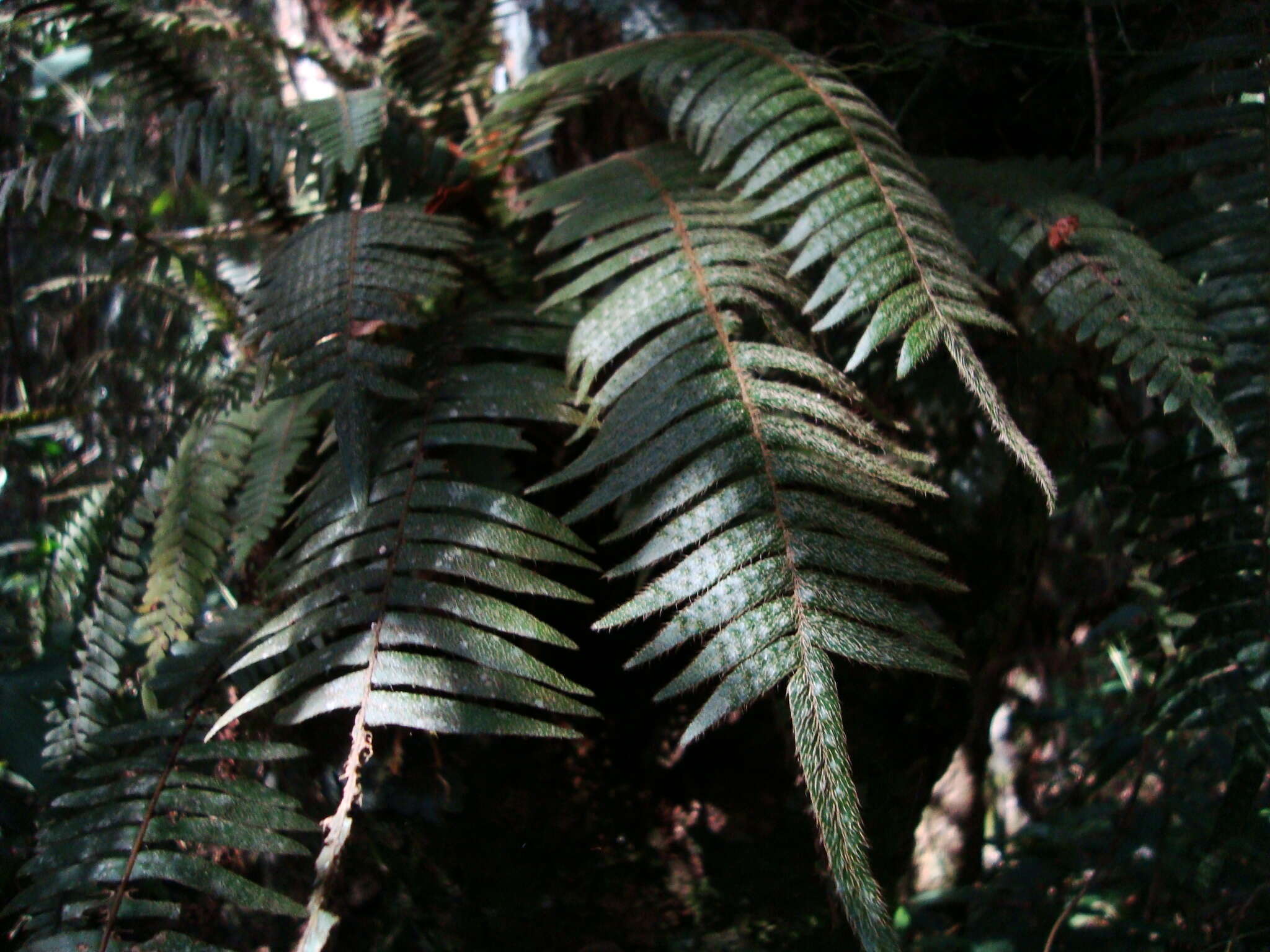 Sivun Pleopeltis hirsutissima (Raddi) Sota kuva