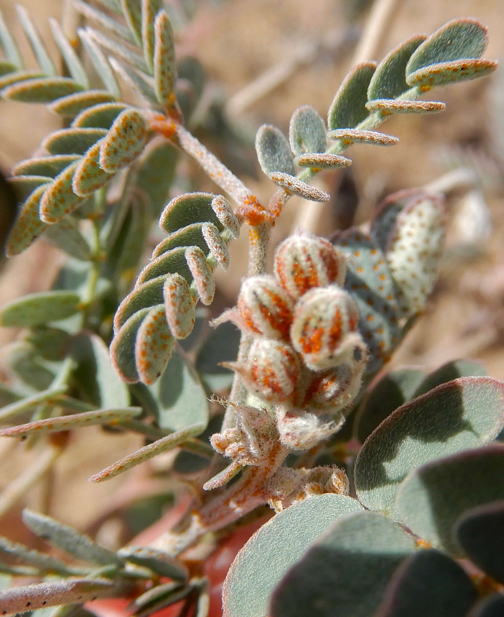 صورة Pomaria jamesii (Torr. & A. Gray) Walp.