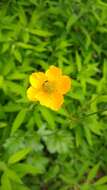 Image of Geum magellanicum Comm. ex Pers.