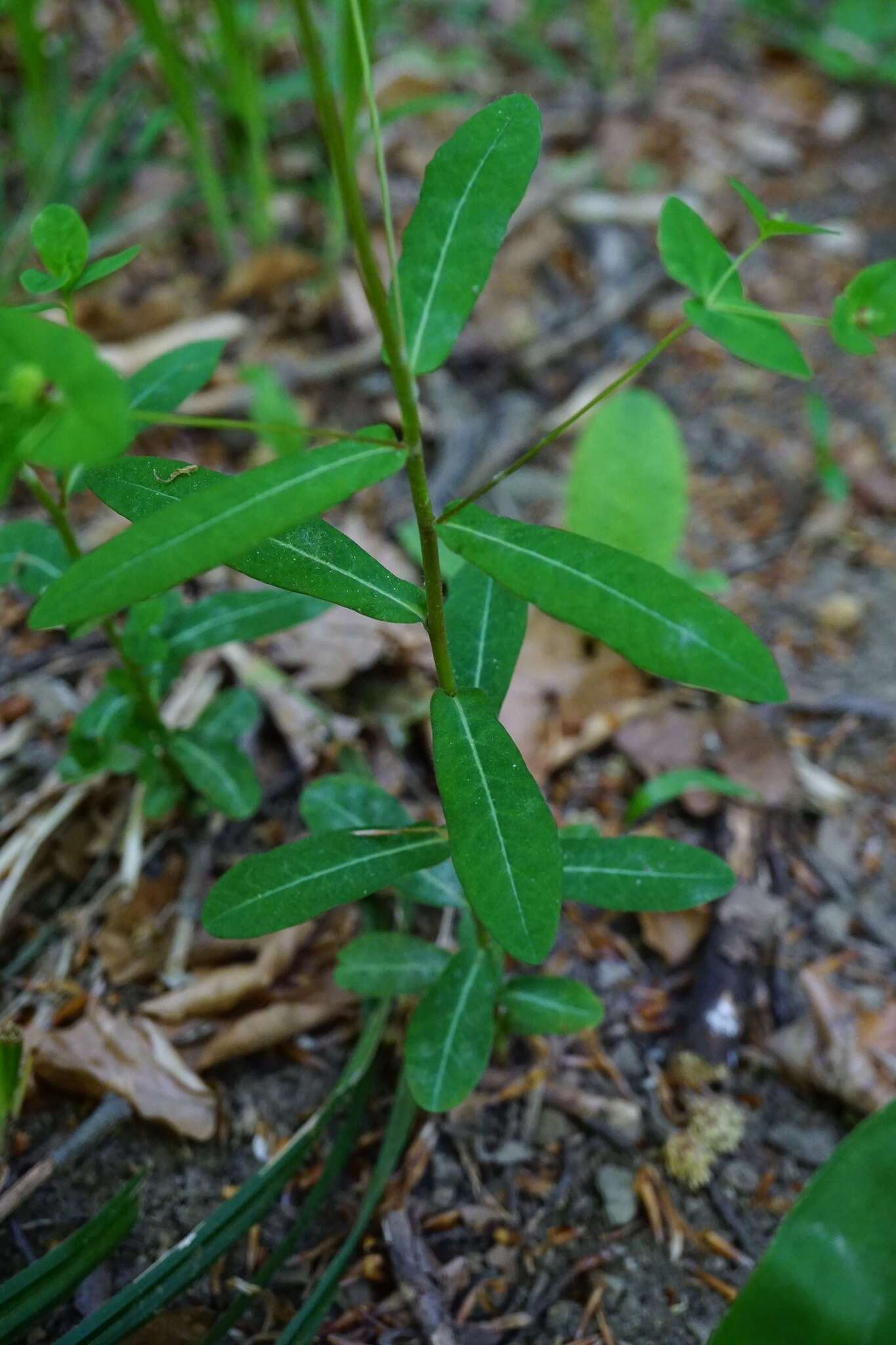 Image of sweet spurge