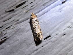 Image of Cresson's Grass-tubeworm Moth