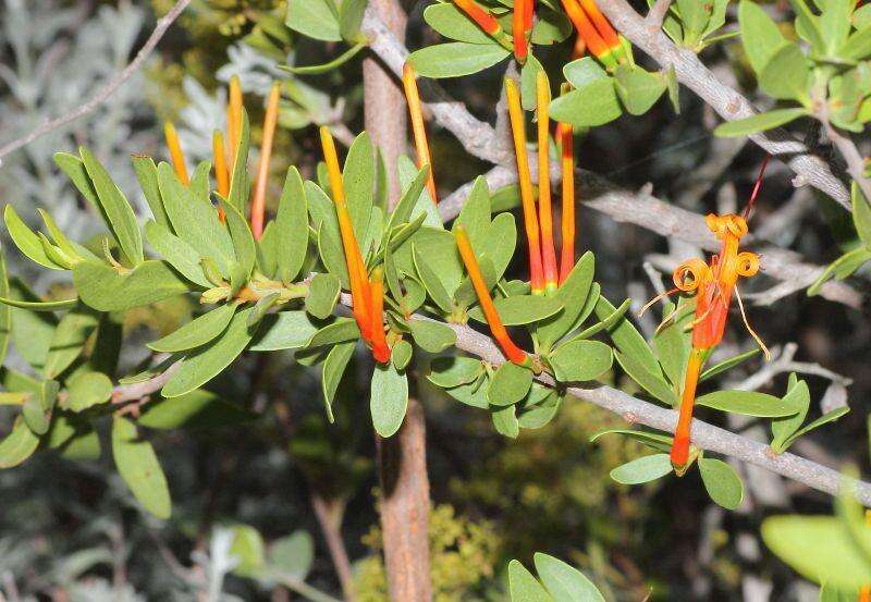 Image of Matches mistletoe