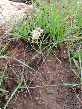 Image of Asclepias brevipes (Schltr.) Schltr.