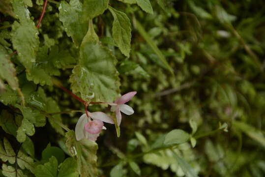 Image of Begonia dioica Buch.-Ham. ex D. Don