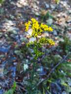 Image of gray goldenrod