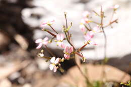 Image of Stylidium rigidulum Sond.