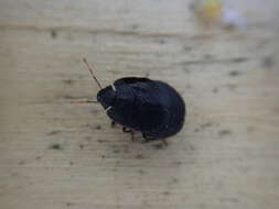Image of Alpine shield beetle
