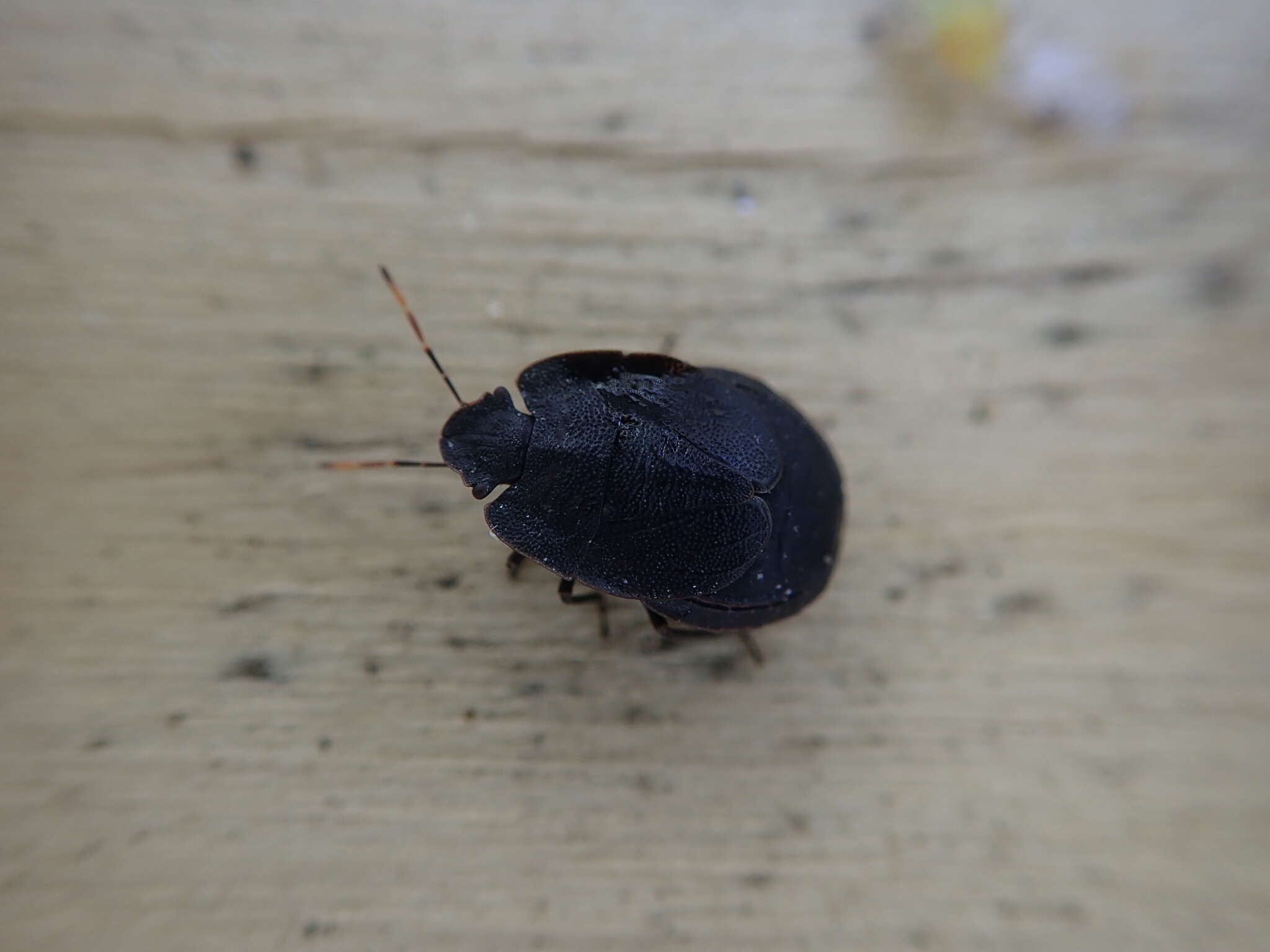 Image of Alpine shield beetle