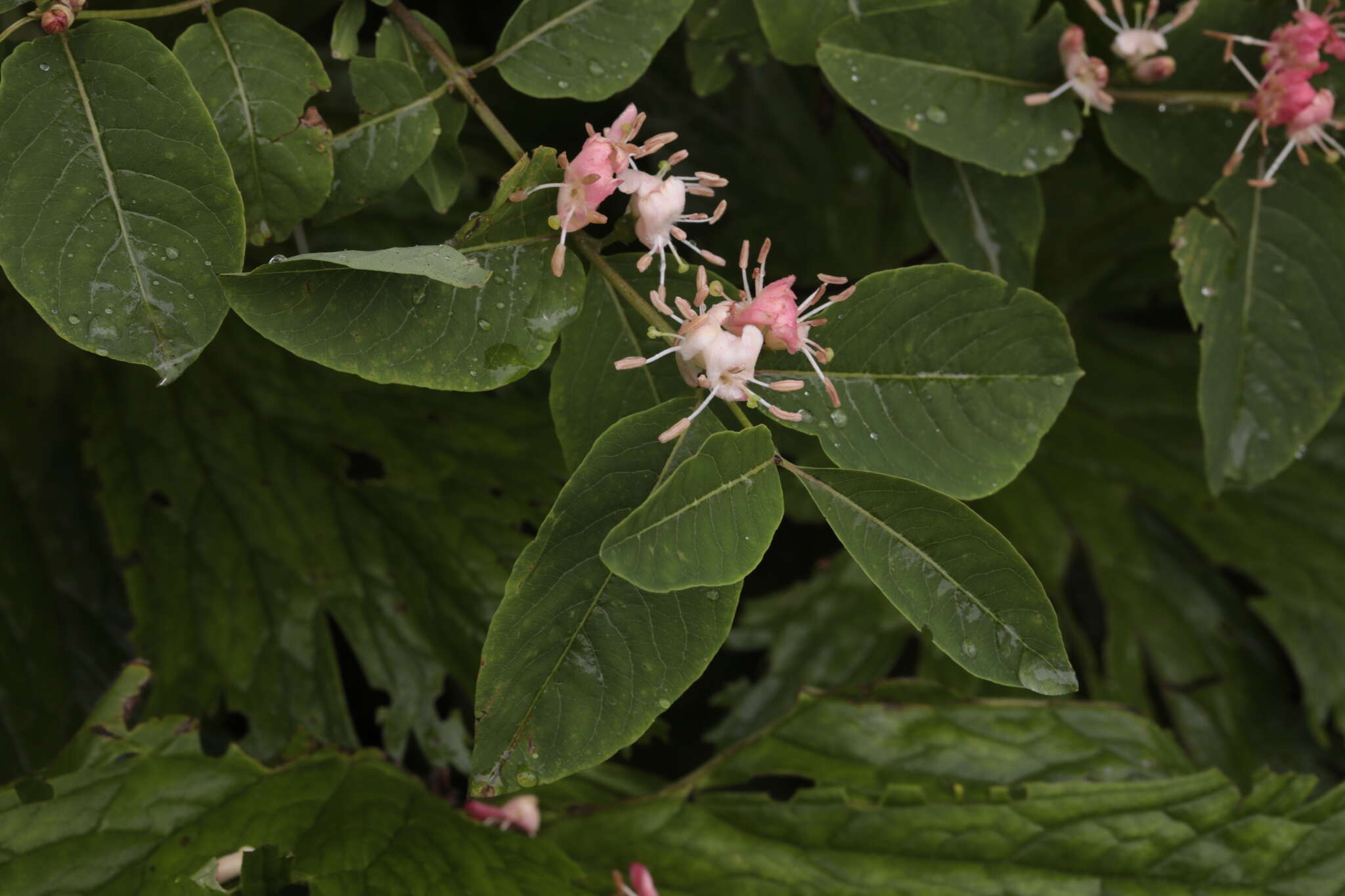 Image de Lonicera caucasica subsp. orientalis (Lam.) Chamberlain & Long