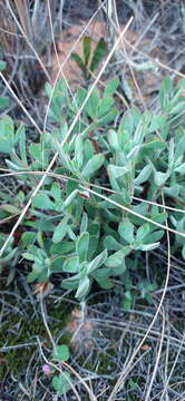 Image of Crassula atropurpurea var. anomala (Schönl. & Bak. fil.) Tölken