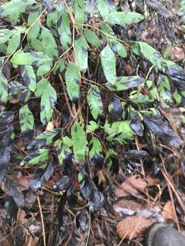 Image of Llavea cordifolia Lag.