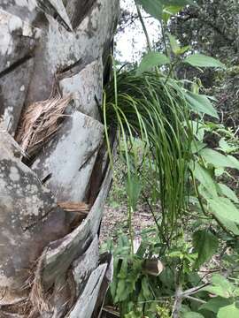 Image of Shoelace fern