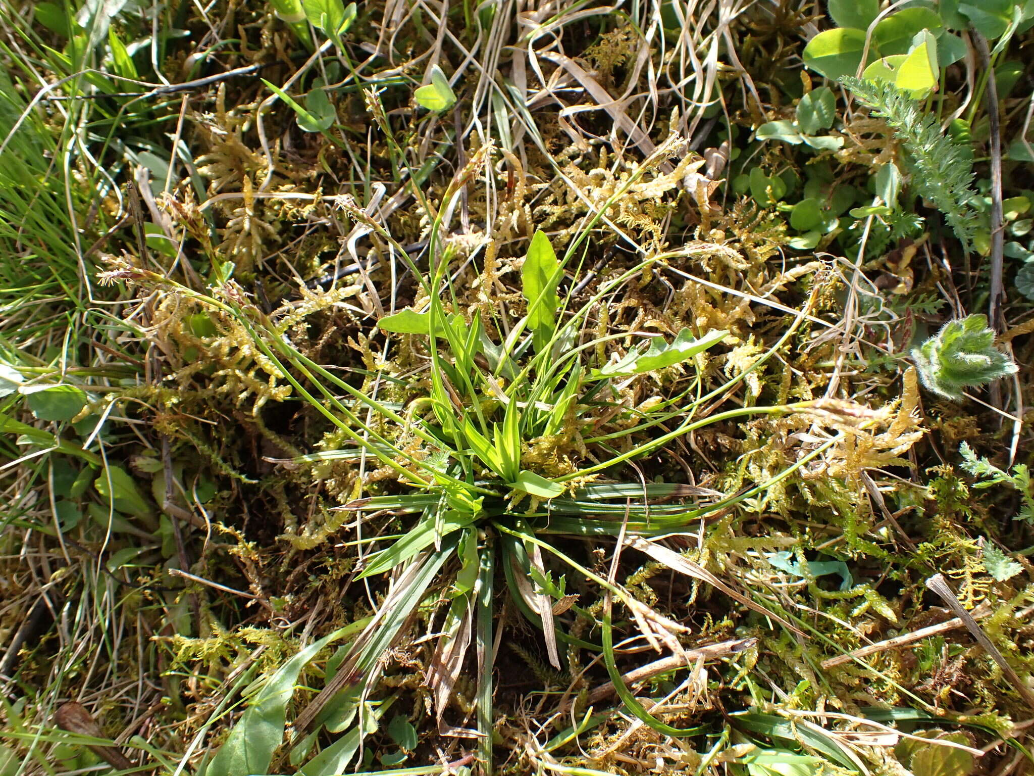 Image of Carex ornithopoda Willd.