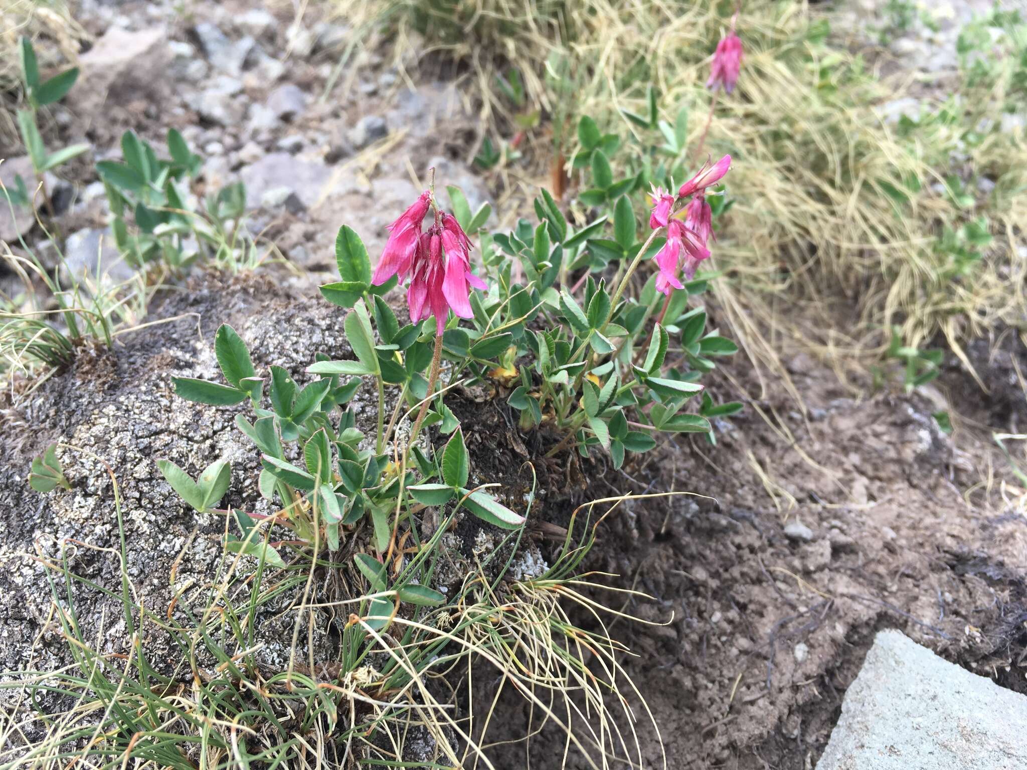 Image de <i>Trifolium brandegeei</i>