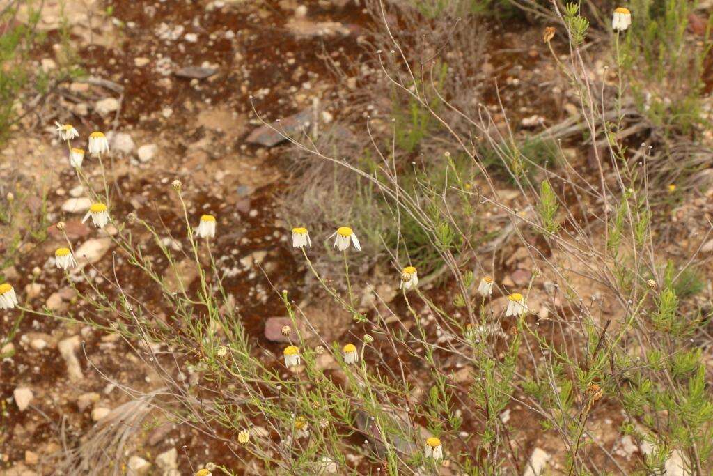 Image of Phymaspermum leptophyllum (DC.) Benth. & Hook. fil.