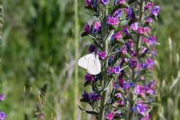 Imagem de Aporia crataegi (Linnaeus 1758)