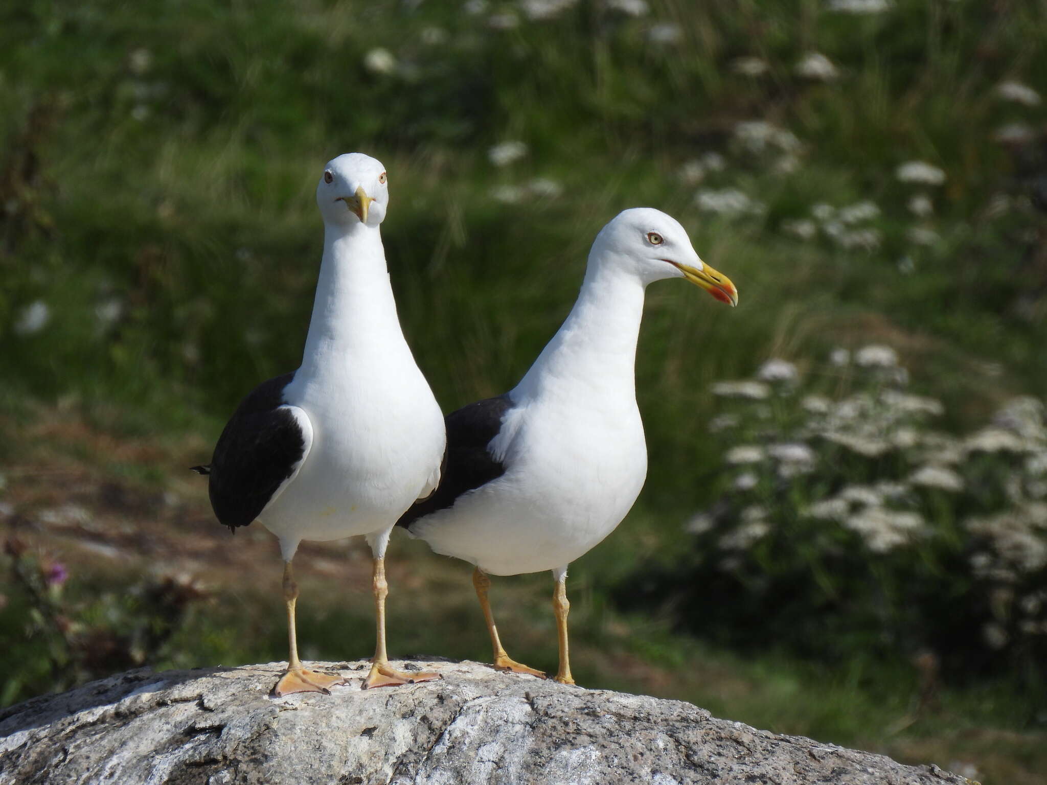 Image of Larus fuscus intermedius Schiøler 1922