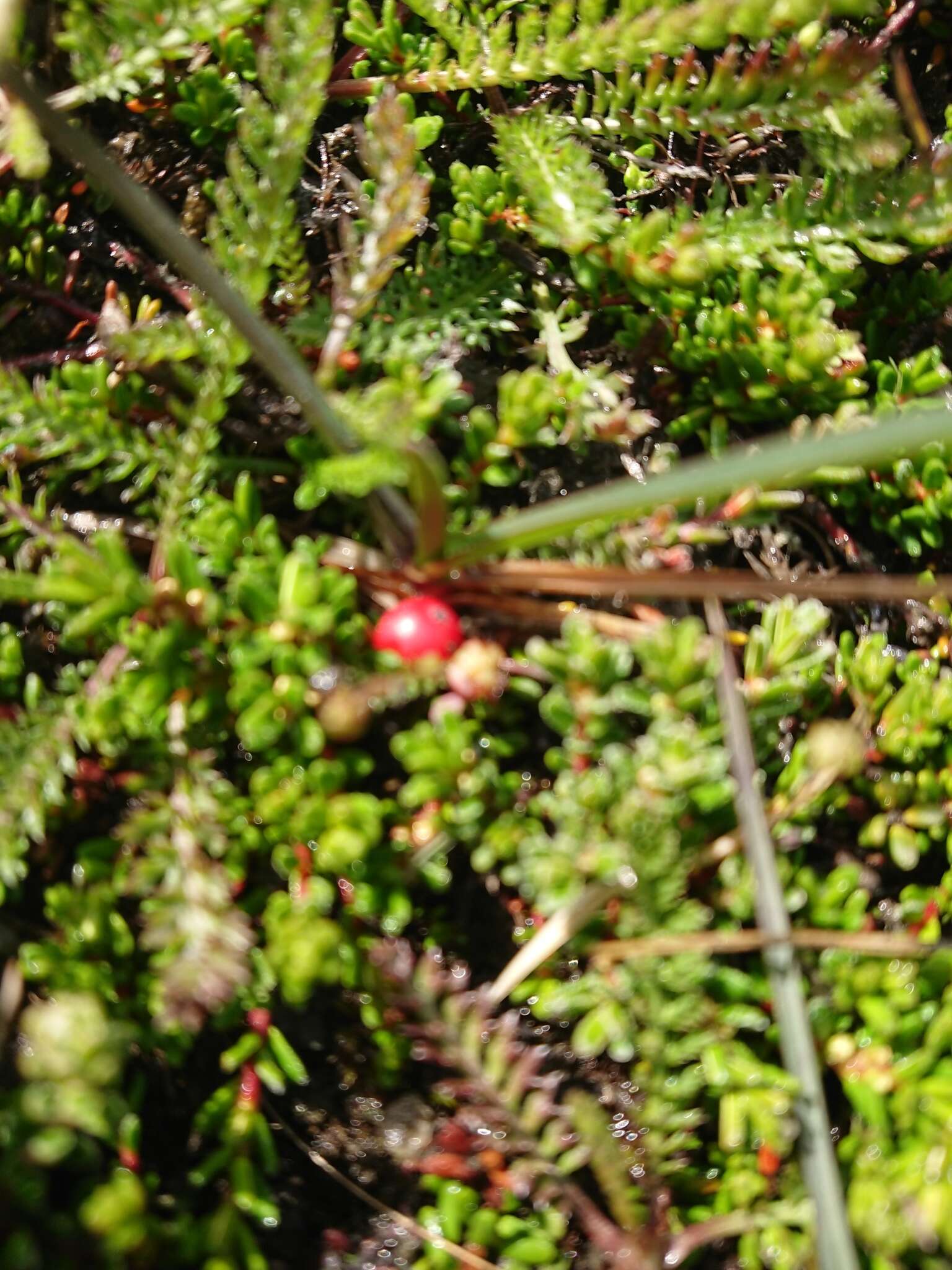 Image of Empetrum rubrum Vahl ex Willd.