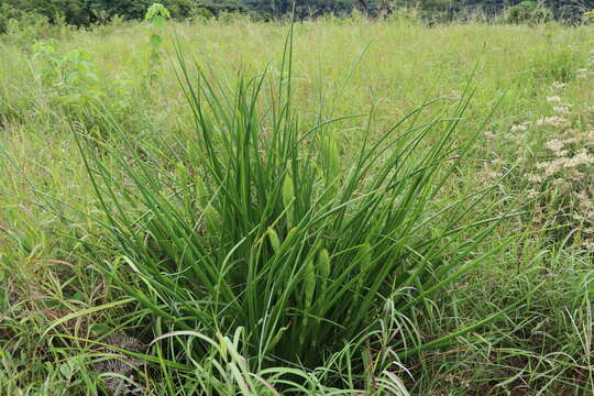 Aloe cooperi Baker resmi