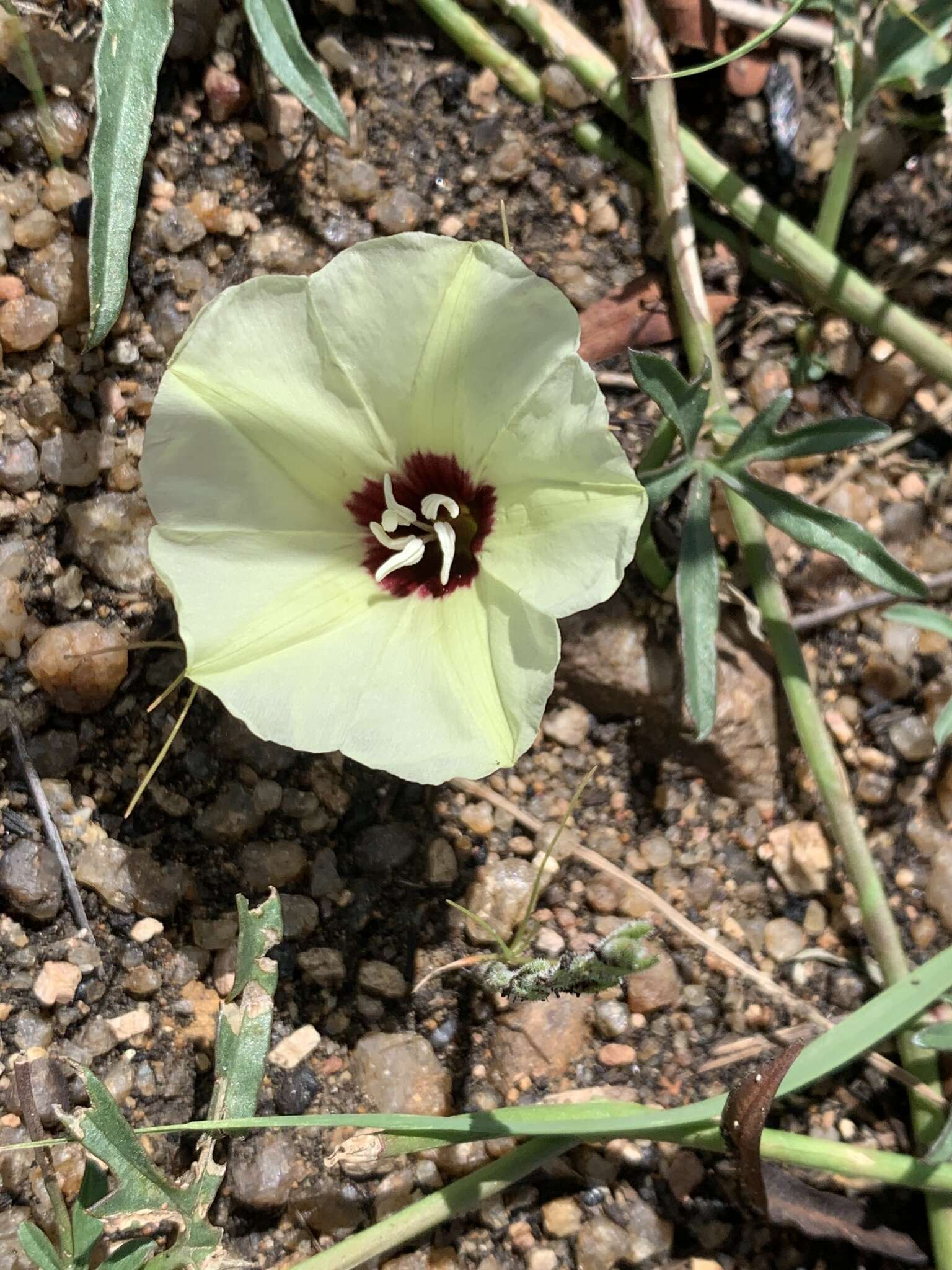 Image of Morning-glory