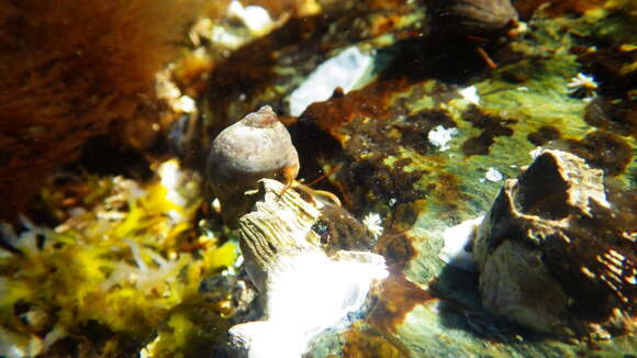 Image of Mediterranean intertidal hermit crab