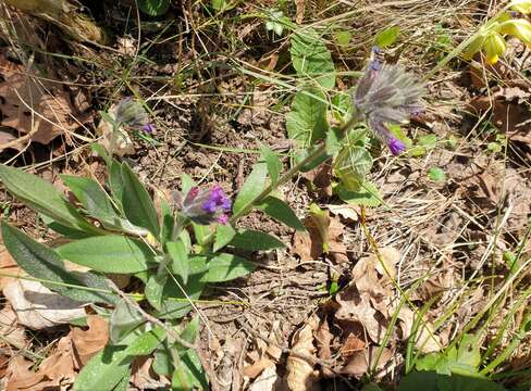 Plancia ëd Pulmonaria longifolia (Bast.) Boreau