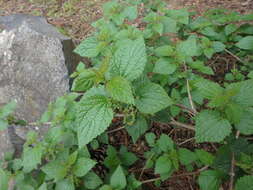 Image of Urtica morifolia Poir.