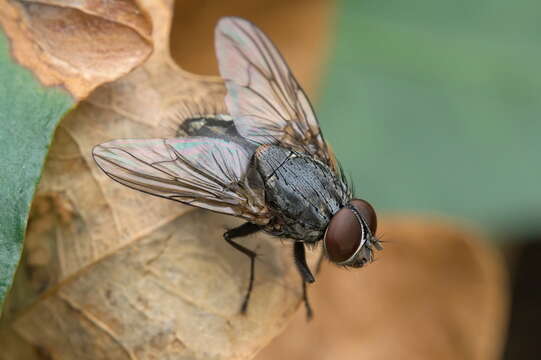 Image of House fly