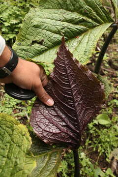 Image of Arisaema griffithii Schott