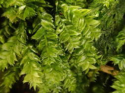 Image of Woodsy Silk-moss
