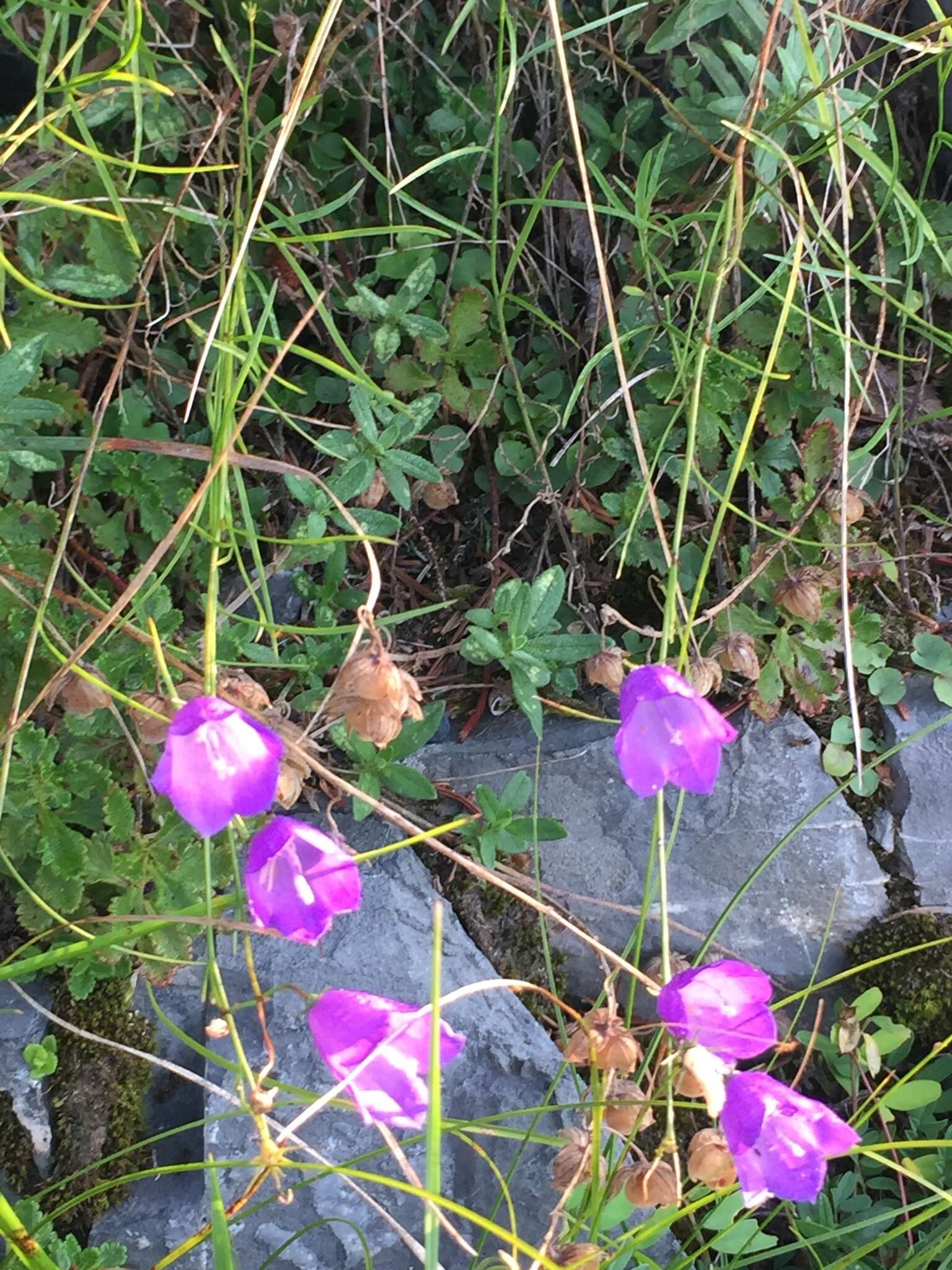 Image of Campanula martinii F. Fen., Pistarino, Peruzzi & Cellin.