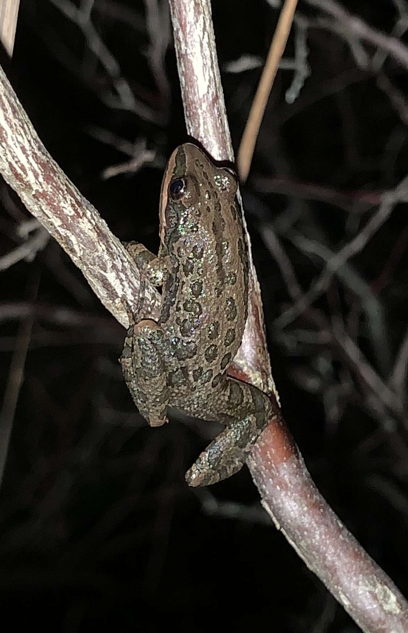 Image of Southern Chorus Frog