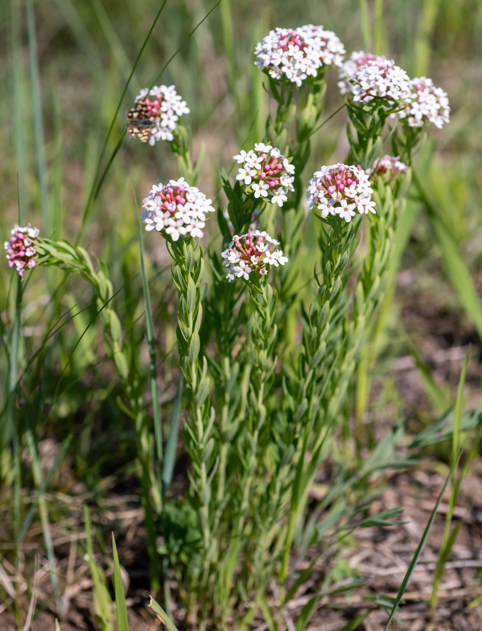 Image of Stellera chamaejasme L.