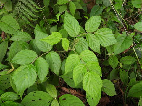 Plancia ëd Rubus parviaraliifolius Hayata